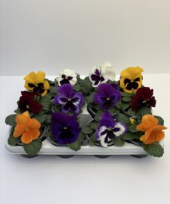 Viola, Stiefmütterchen (Farbmix)