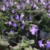 Blauer Paul – Bild 2
