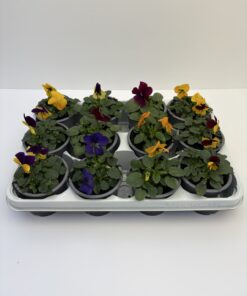 Viola Cornuta, Hornveilchen (Farbmix)