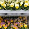 Viola Cornuta, Hornveilchen (Farbmix) – Bild 3