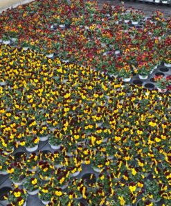 Alternative view of Viola Cornuta, Hornveilchen (Farbmix)