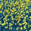 Viola Cornuta, Hornveilchen (Farbmix) – Bild 4