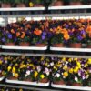 Viola Cornuta TrioMio (Farbmix)