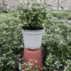 Euphorbia (Schneegestöber) – Bild 2