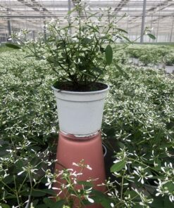 Alternative view of Euphorbia (Schneegestöber)