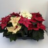 Euphorbia Weihnachtsstern (rot, weiß) – Bild 2