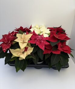 Alternative view of Euphorbia Weihnachtsstern (rot, weiß)