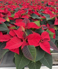 Euphorbia Weihnachtsstern (rot, weiß)