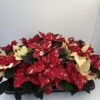 Euphorbia New Glitter – Bild 2