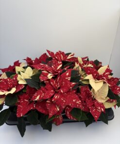 Alternative view of Euphorbia New Glitter
