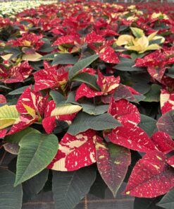 Euphorbia New Glitter
