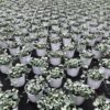 Dichondra (Silverfalls) – Bild 2