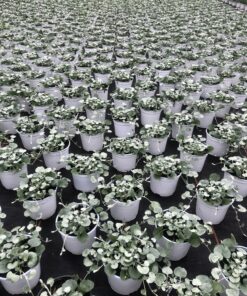 Alternative view of Dichondra (Silverfalls)