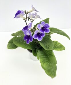 Streptocarpus Denim