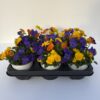 Viola Cornuta TrioMio (Farbmix) – Bild 2