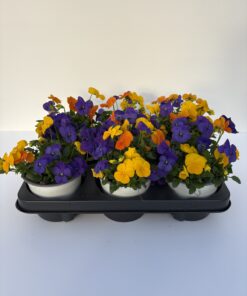 Alternative view of Viola Cornuta TrioMio (Farbmix)