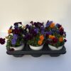 Viola Cornuta TrioMio (Farbmix) – Bild 3