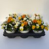 Viola Cornuta TrioMio (Farbmix) – Bild 4
