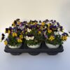Viola Cornuta TrioMio (Farbmix) – Bild 5