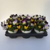 Viola Cornuta TrioMio (Farbmix) – Bild 6