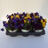 Viola Cornuta TrioMio (Farbmix) – Bild 7