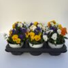Viola Cornuta TrioMio (Farbmix) – Bild 8