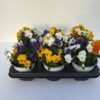 Viola Cornuta TrioMio (Farbmix) – Bild 9