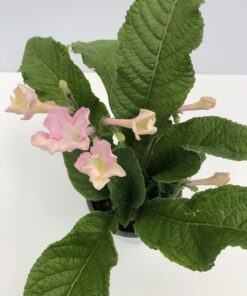 Streptocarpus Flavia
