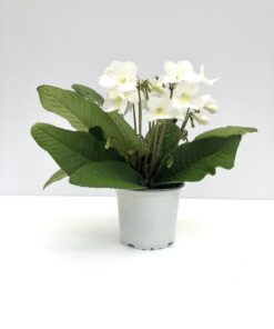 Streptocarpus Francesca