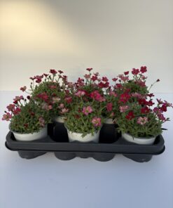 Saxifraga (Steinbrech)