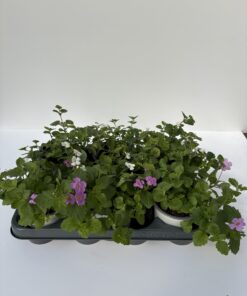 Bacopa