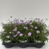 Brachyscome – Bild 2
