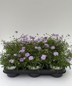 Alternative view of Brachyscome