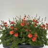 Diascia – Bild 2