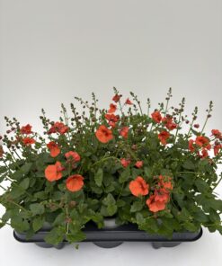 Alternative view of Diascia