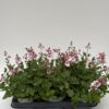 Diascia
