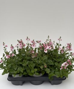 Diascia