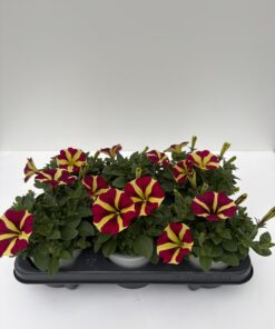 Petunia hängend (Farbmix)