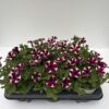 Petunia hängend (Farbmix) – Bild 2