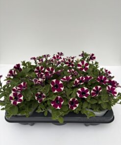 Alternative view of Petunia hängend (Farbmix)