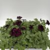 Petunia hängend (Farbmix) – Bild 3