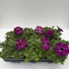 Petunia hängend (Farbmix) – Bild 4