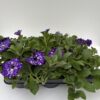 Petunia hängend (Farbmix) – Bild 5