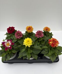 Dahlien (Farbmix)