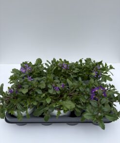 Scaevola (Fächerblume)