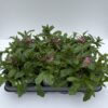Scaevola (Fächerblume) – Bild 2