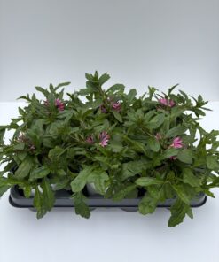 Alternative view of Scaevola (Fächerblume)
