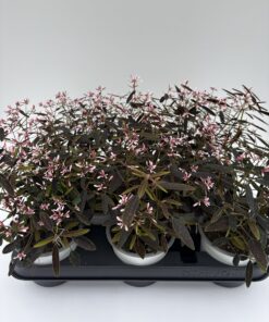 Euphorbia (Schneegestöber)