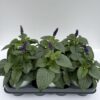 Salvia