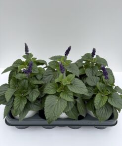 Salvia
